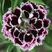 see more listings in the C D  Flower Seed List section