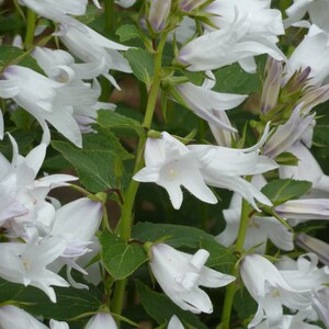 Campanula Latifolia var. Macrantha Alba seed image 3