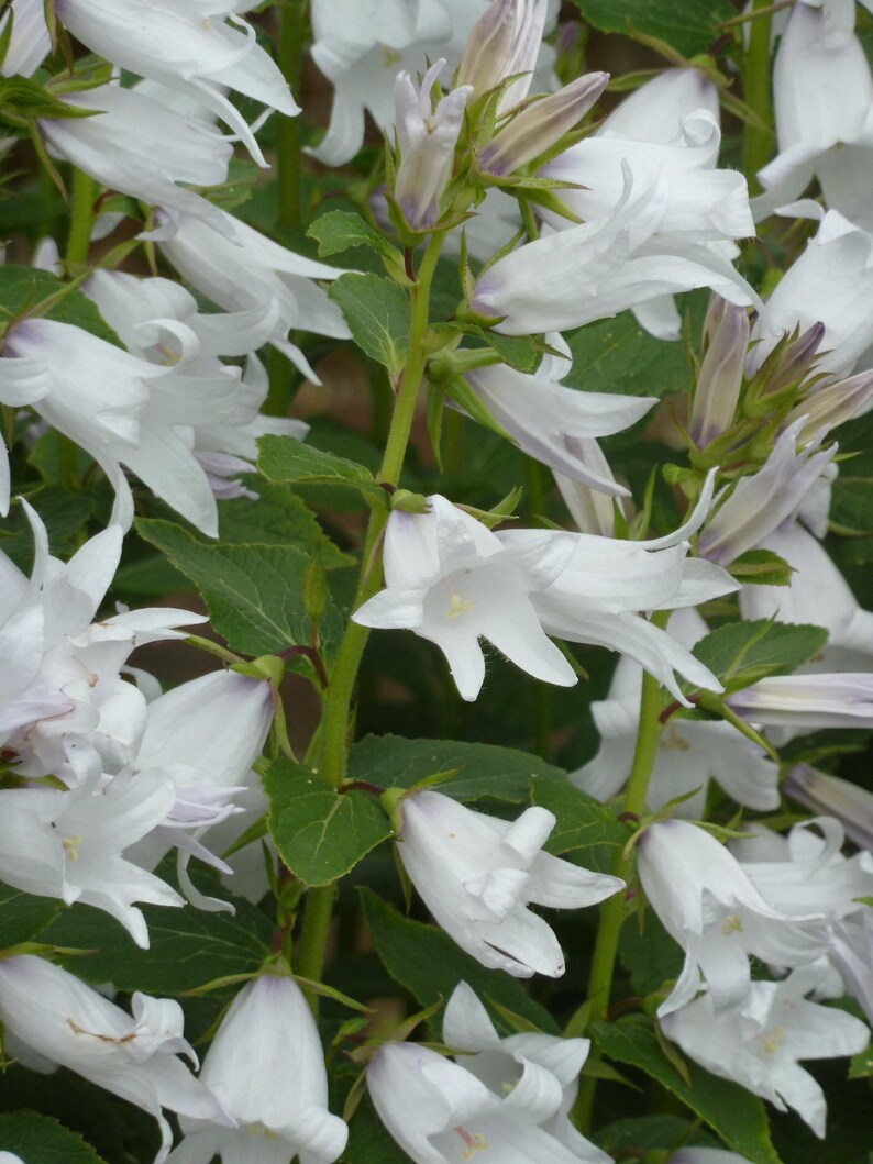 Campanula Latifolia var. Macrantha Alba seed image 3