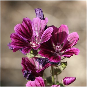 Malva Sylvestris - ssp. Mauritania - Blue Mallow seed