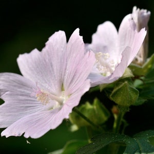 Malva moschata – Appleblossom seed