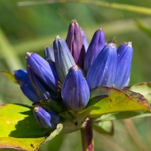 Gentiana Andrewsii - Bottle Gentian seed