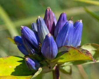 Gentiana Andrewsii - Bottle Gentian seed