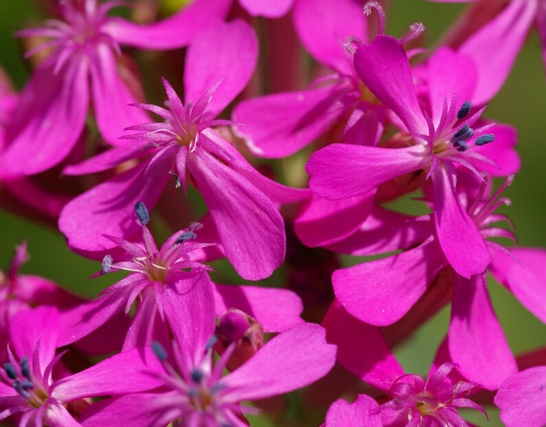 Lychnis Viscaria Sticky Catchfly seed image 4