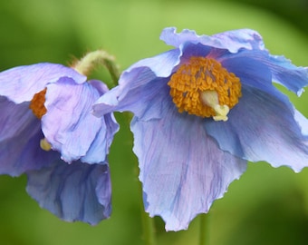 Poppy Meconopsis Baileyi - Hensol Violet seed