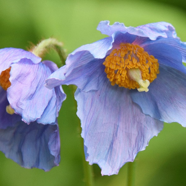 Poppy Meconopsis Baileyi - Hensol Violet seed