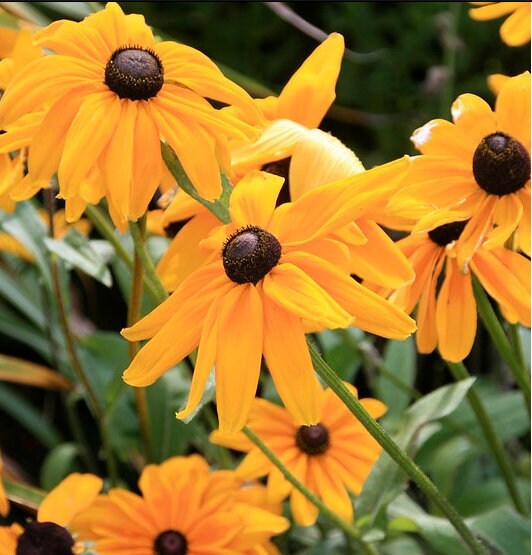 Rudbeckia Hirta Marmalade Seed Etsy
