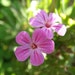 see more listings in the E  F  G  H  Flower Seed  section