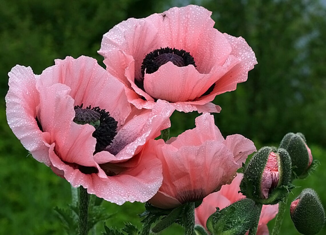 Poppy Papaver Orientale Oriental Poppy Color Mix Seed Etsy