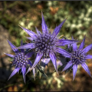 Eryngium Bourgatti - Mediterranean Sea Holly seed