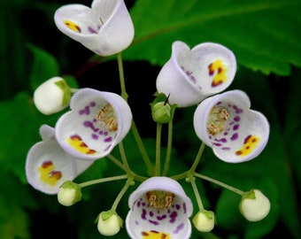 Calceolaria – Jovellana Punctata seed