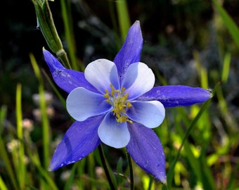 Aquilegia Caerulea - Blue Rocky Mountain Columbine seed