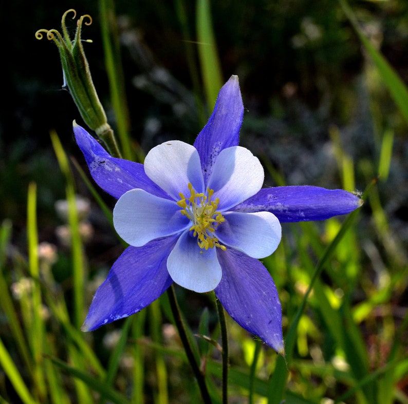 Aquilegia Caerulea Blue Rocky Mountain Columbine seed image 1