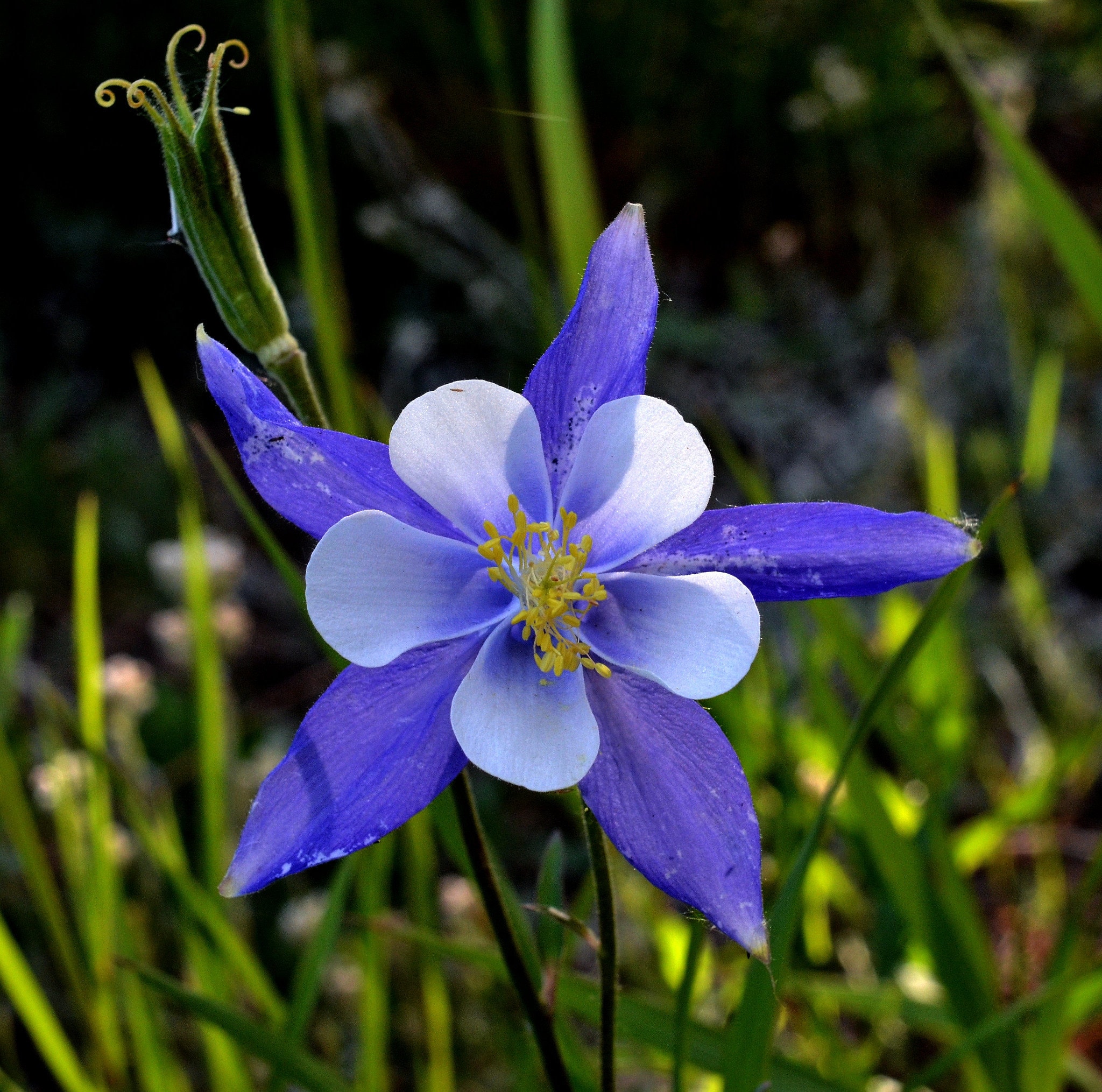Aquilegia Caerulea Blue Rocky Mountain Columbine Seed Only Etsy