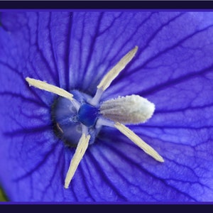 Playtcodon grandiflorus - Hakone Blue seed