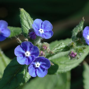 Anchusa Capensis Blue Angel Bugloss seed image 2