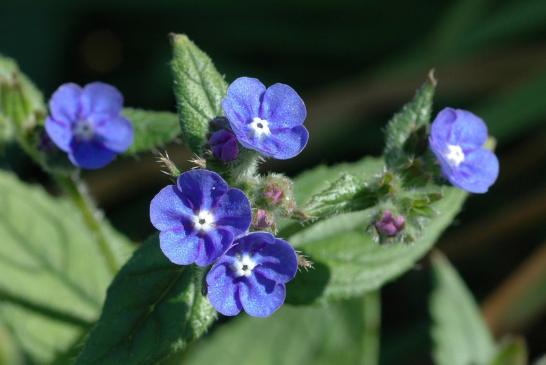 Anchusa Capensis Blue Angel Bugloss seed image 2