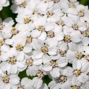 Achillea Millefolium - White Yarrow seed