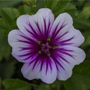 Malva Sylvestris Zebrina seed image 5