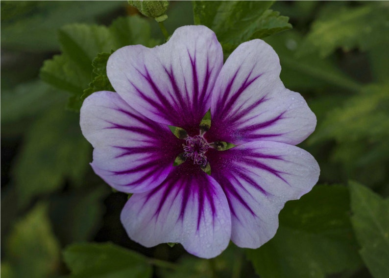 Malva Sylvestris Zebrina seed image 5