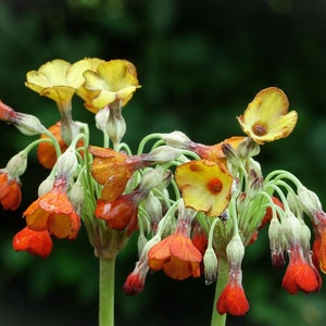 Primula Florindae - Keilour color mix seed