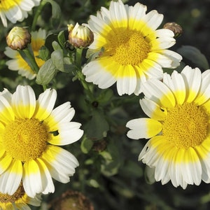 Chrysanthemum Coronarium - Garland Daisy seed