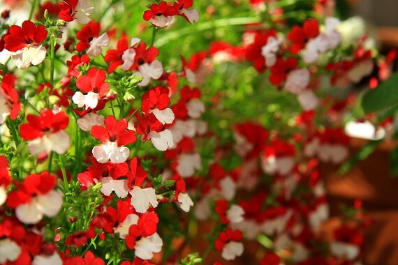Orange Prince seed only 75 cents Shipping on single or multiple items Nemesia Strumosa