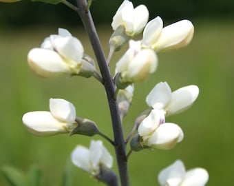 Baptisia Alba – White wild Indigo seed