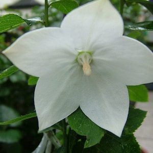 Platycodon Grandiflorus - Balloon Flower White seed