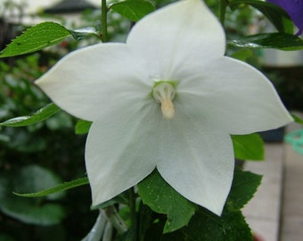 Platycodon Grandiflorus - Balloon Flower White seed