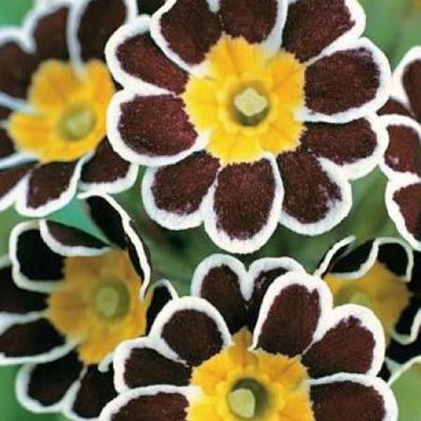 Primula Elatior - Victorian Laced Mix seed