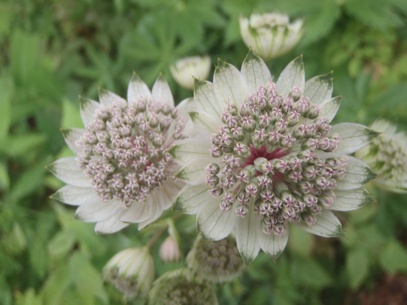 Astrantia Major 'The Great Masterwort' seed image 2