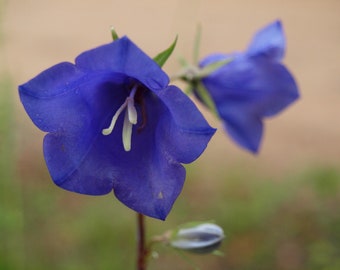 Campanula Persicifolia Blue - Peach Leaved Bellflower seed