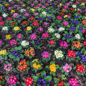 Primula Vulgaris - Mixed Colors seed