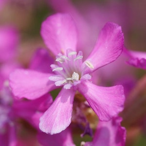 Lychnis Viscaria Sticky Catchfly seed image 7