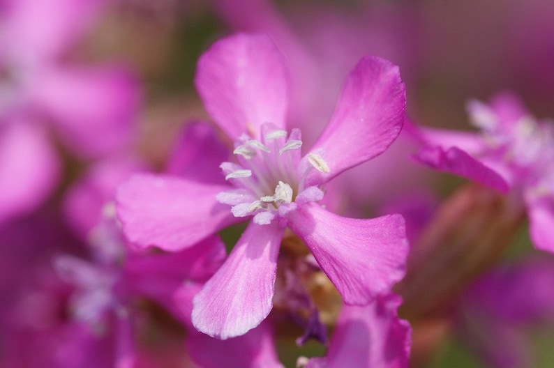 Lychnis Viscaria Sticky Catchfly seed image 7