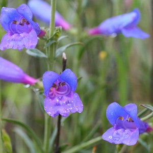 Penstemon Heterophyllus - Züriblau seed