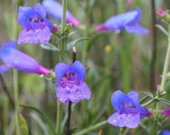 Penstemon Heterophyllus - Züriblau seed