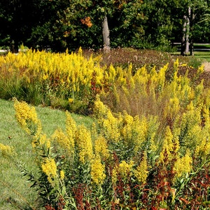 Solidago Speciosa - Showy Goldenrod seed