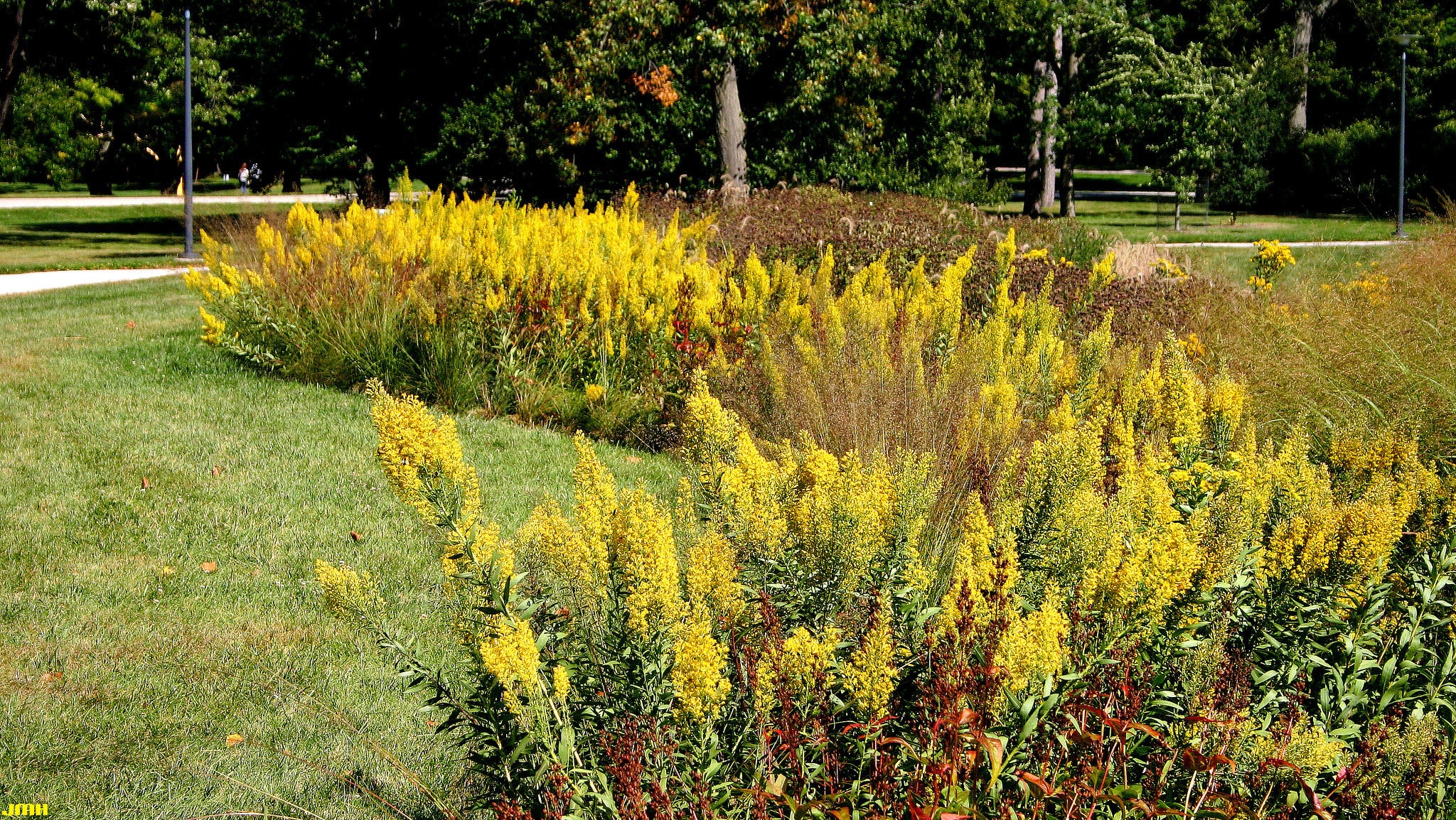 Solidago Rigida Landscape Design Solidago Speciosa