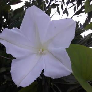 Ipomoea Alba Moon Vine seed image 2