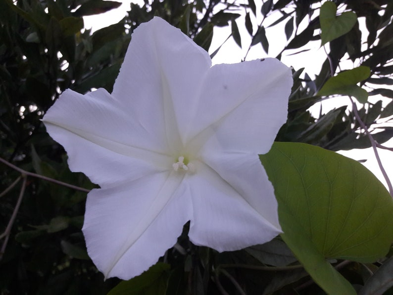 Ipomea Alba Moon Vine seed only 75 cents Shipping on single or multiple items!!