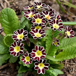 Primula Vulgaris Victorian Silver Lace seed image 1