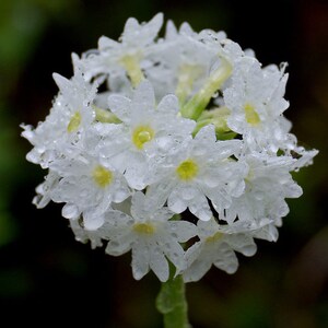 Primula Denticulata var. alba Weiße Auslese Snowball seed image 2