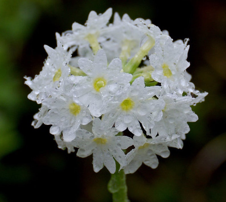 Primula Denticulata var. alba Weiße Auslese Snowball seed image 2