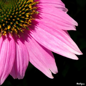 Echinacea Purpurea - Ruby Star seed
