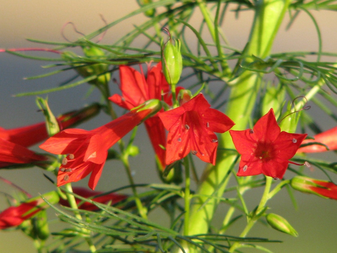 Ipomopsis Rubra 'scarlet Gilia' Seed Etsy