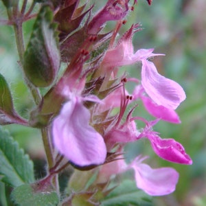 Teucrium Chamaedrys seed image 3