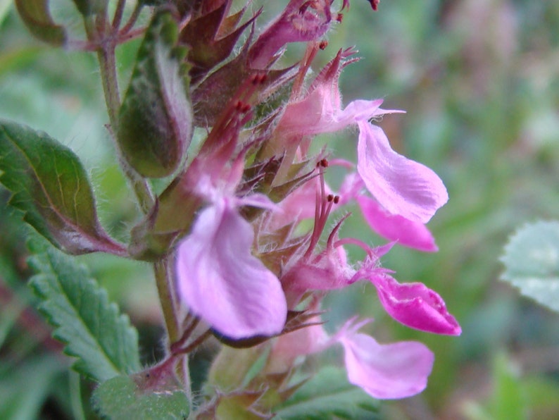 Teucrium Chamaedrys seed image 3