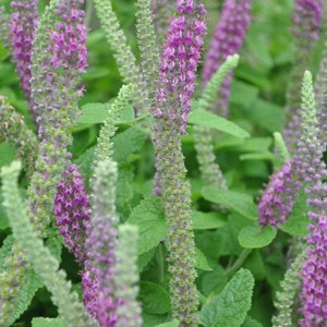 Teucrium Hircanicum seed image 1